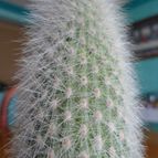 Collecion de pachec0x