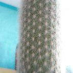 Collecion de pachec0x