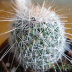 Collecion de pachec0x