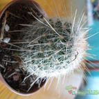 Collecion de pachec0x