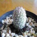 Collecion de pachec0x