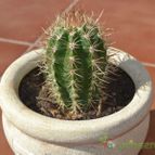 Collecion de pacochote