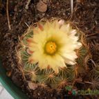 Collecion de pacofloydwaters