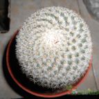 Collecion de pacofloydwaters