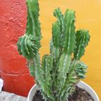 Collecion de pacofloydwaters