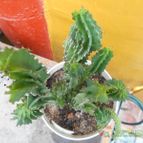 Collecion de pacofloydwaters