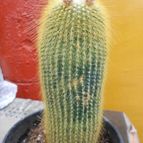 Collecion de pacofloydwaters