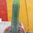 Collecion de pacofloydwaters