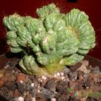 Collecion de pacofloydwaters