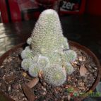 Collecion de pacofloydwaters