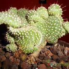 Collecion de pacofloydwaters