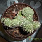 Collecion de pacofloydwaters