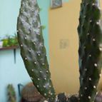 Collecion de pacofloydwaters