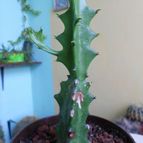 Collecion de pacofloydwaters