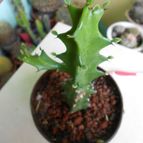 Collecion de pacofloydwaters