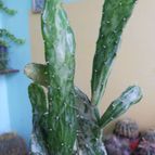 Collecion de pacofloydwaters