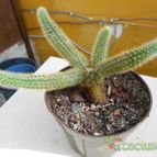 Collecion de pacofloydwaters