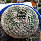 Collecion de pacofloydwaters