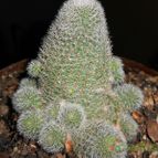 Collecion de pacofloydwaters