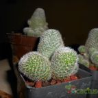 Collecion de pacofloydwaters