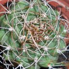 Collecion de pacofloydwaters