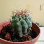 Collecion de pacofloydwaters