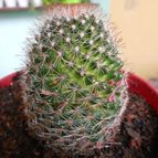 Collecion de pacofloydwaters