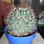 Collecion de pacofloydwaters