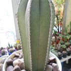 Collecion de pacofloydwaters