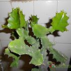 Collecion de pacofloydwaters
