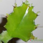 Collecion de pacofloydwaters