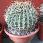 Collecion de pacofloydwaters