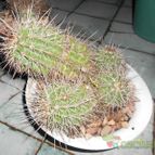 Collecion de pacofloydwaters