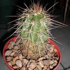 Collecion de pacofloydwaters