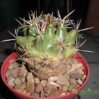 Collecion de pacofloydwaters