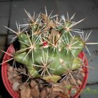 Collecion de pacofloydwaters