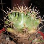 Collecion de pacofloydwaters