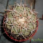 Collecion de pacofloydwaters