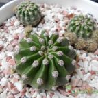 Collecion de pacofloydwaters