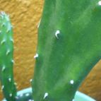 Collecion de pacofloydwaters