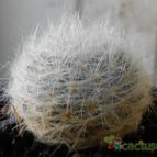 Collecion de pacofloydwaters
