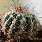 Collecion de pacofloydwaters