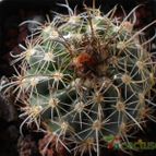 Collecion de pacofloydwaters