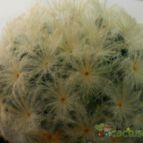 Collecion de pacofloydwaters