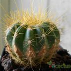 Collecion de pacofloydwaters