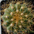 Collecion de pacofloydwaters