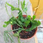 Collecion de pacofloydwaters