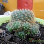 Collecion de pacofloydwaters