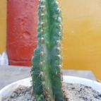 Collecion de pacofloydwaters