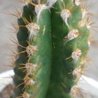 Collecion de pacofloydwaters